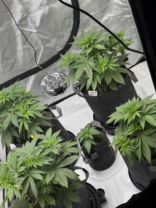 First Grow- Skunk#1. Week 4