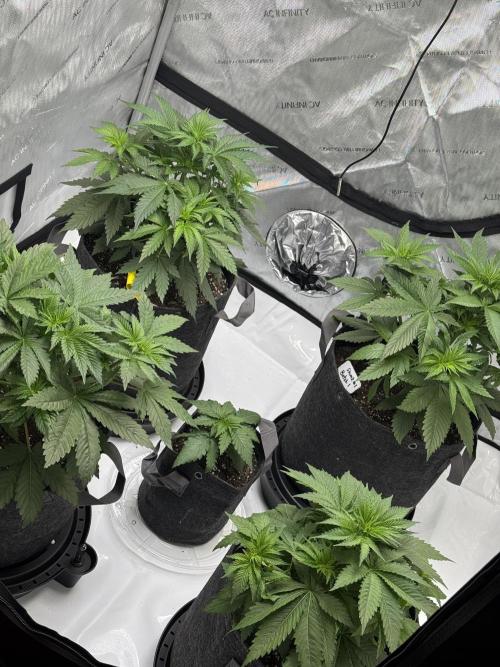 First Grow- Skunk#1. Week 4