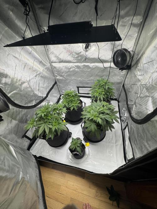 First Grow- Skunk#1. Week 4