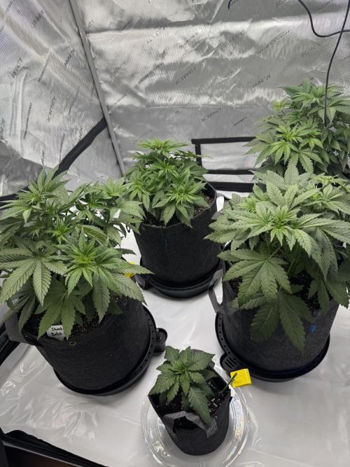 First Grow- Skunk#1. Week 4