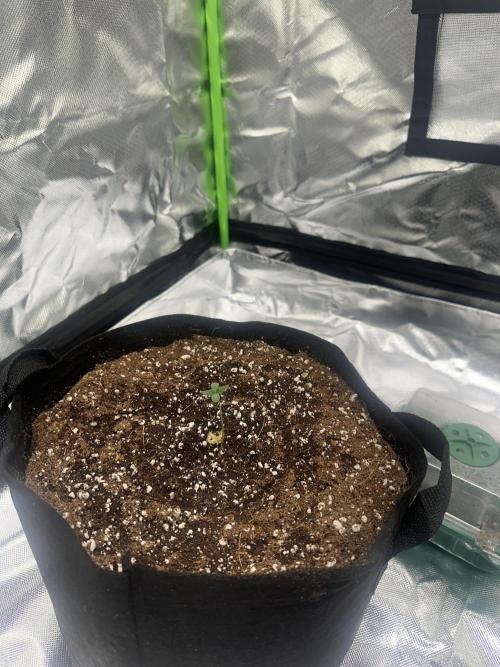 My very First run. Week 0 - Strawberry pie auto I stalled this very bad as it started on 16th jan and 31 may