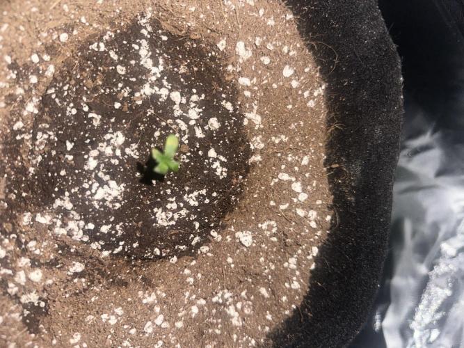 My very First run. Week 0 - Cheese x runtz(Chuntz) this was started a month after I started my auto