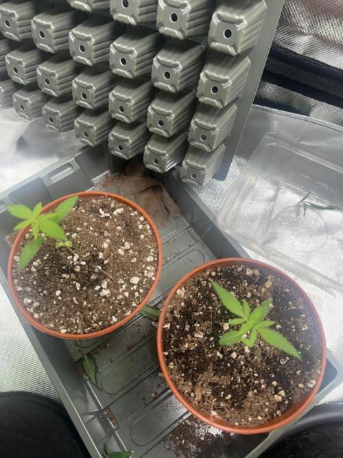 My very First run. Week 0 - Fb Auto mix dint have photo of germination but they were germed 1 month ago