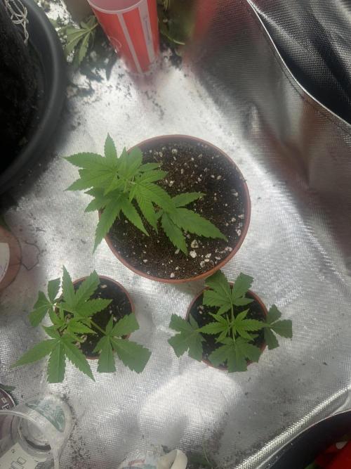 My very First run. Week 0 - 3 clones of cheese x runtz and 1 more later they was 1 month ago
