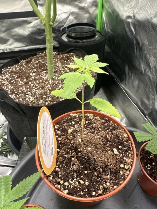 My very First run. Week 0 - Cherry poppers 1 month ago