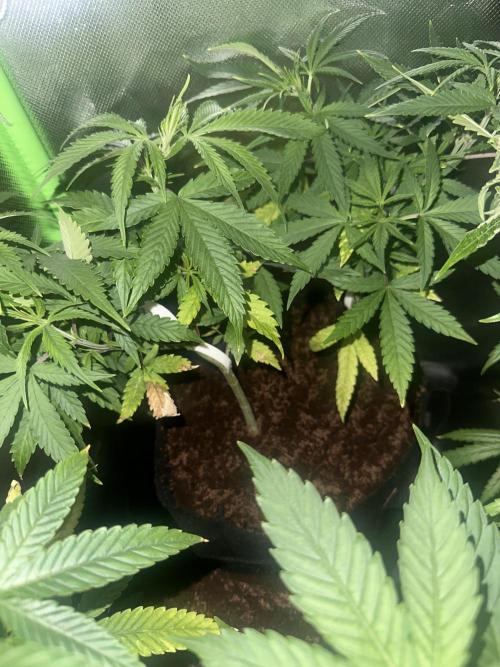 My very First run. Week 14 - 2 fast buds auto mix