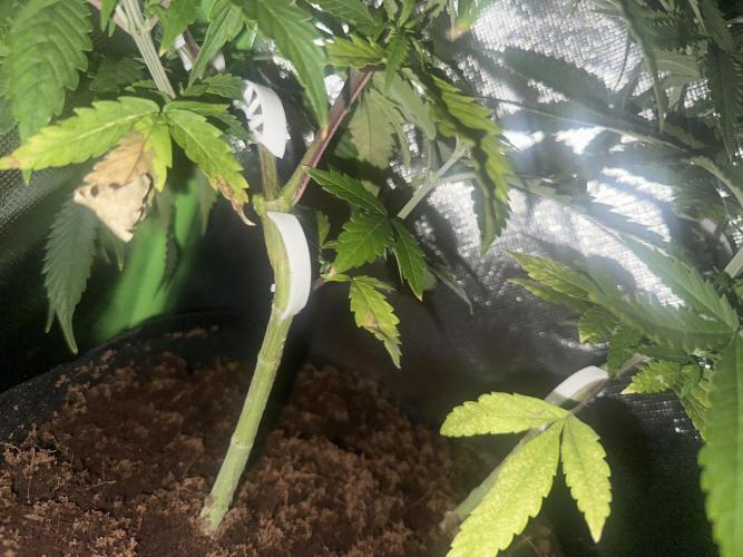 My very First run. Week 14 - 2 fast buds auto mix 