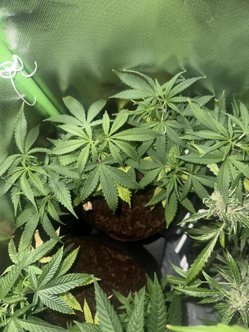 My very First run. Week 14 - Top view of fast buds mix 