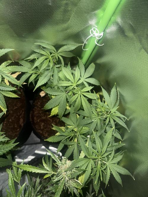 My very First run. Week 14 - Top view of fast buds mix