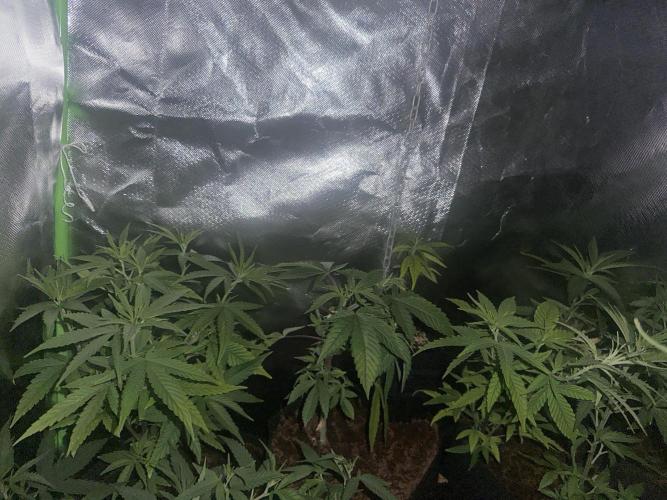 My very First run. Week 14 - Left C X R Clone, cherry P middle , Right 3 C x R clones