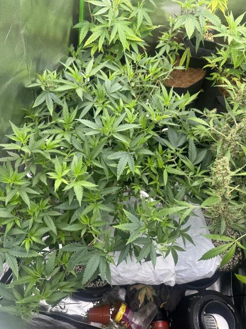My very First run. Week 14 - Cheese x runtz 