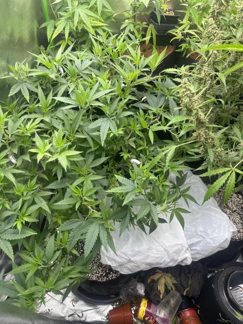 My very First run. Week 14 - Cheese x runtz 