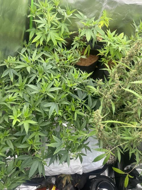 My very First run. Week 14 - Cheese x runtz 
