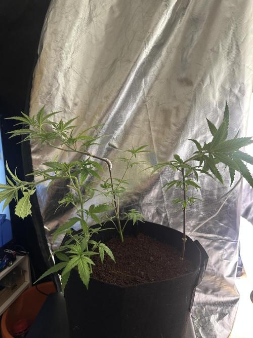 My very First run. Week 14 - 3 clones been stripped to focus on top site 