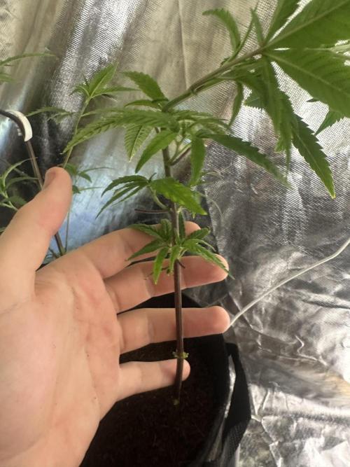 My very First run. Week 14 - Clone