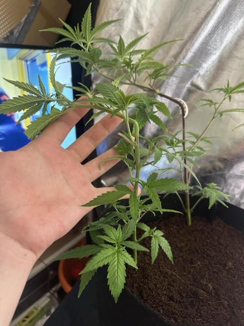 My very First run. Week 14 - Clone