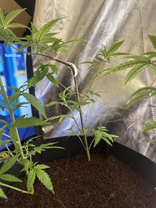 My very First run. Week 14 - Clone