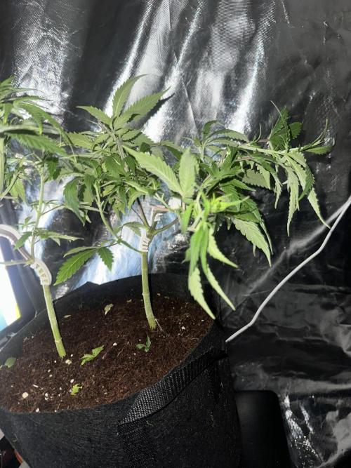 My very First run. Week 14 - 2 fast buds mix
