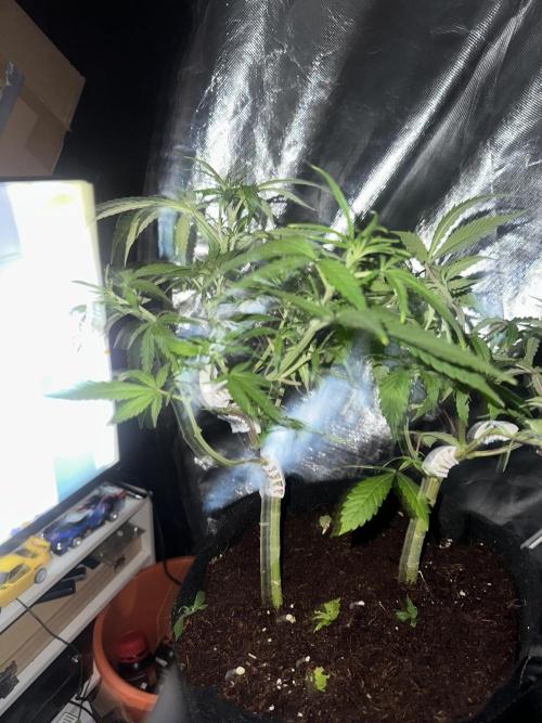 My very First run. Week 14 - 2 fast buds mix