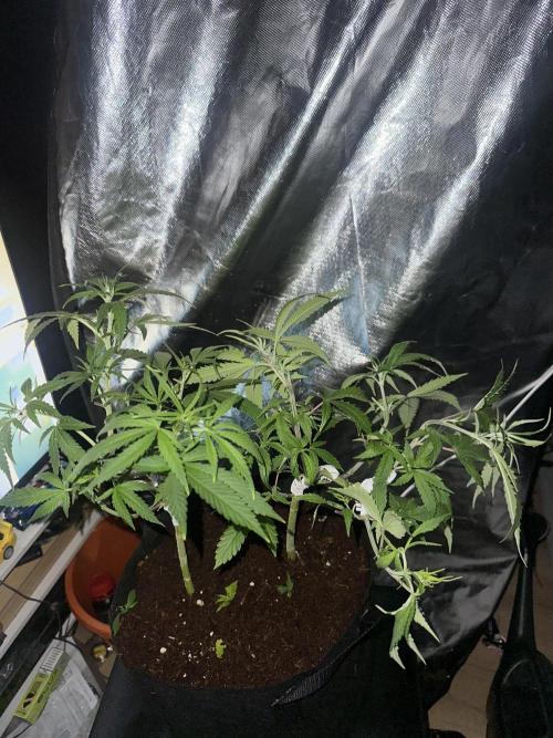 My very First run. Week 14 - 2 fast buds mix