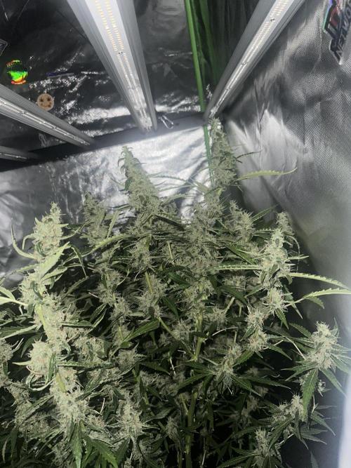 My very First run. Week 13 - Strawberry pie auto light of for 12/12 for my other plants 
