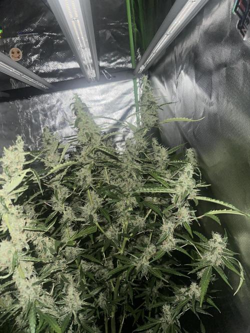 My very First run. Week 13 - Strawberry pie auto 