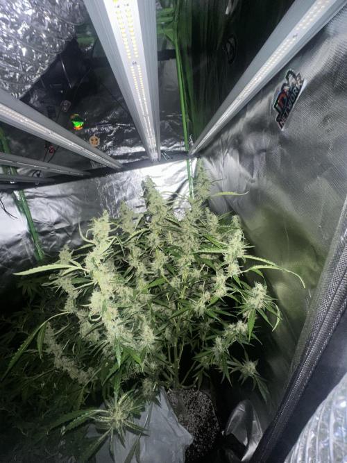My very First run. Week 13 - Strawberry pie auto