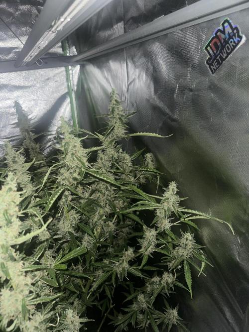 My very First run. Week 13 - Strawberry pie auto