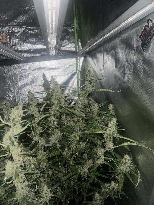 My very First run. Week 13 - Strawberry pie auto 
