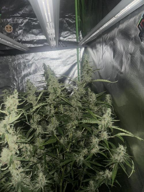My very First run. Week 13 - Strawberry pie auto