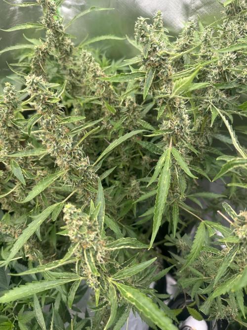 My very First run. Week 13 - Strawberry pie light on 