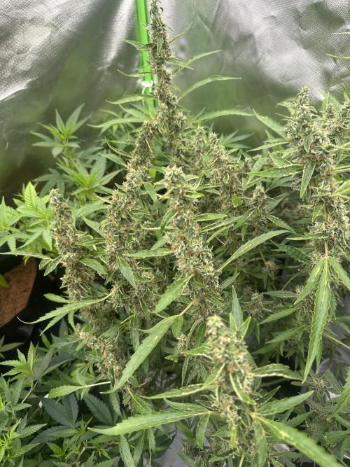 My very First run. Week 13 - Strawberry pie 