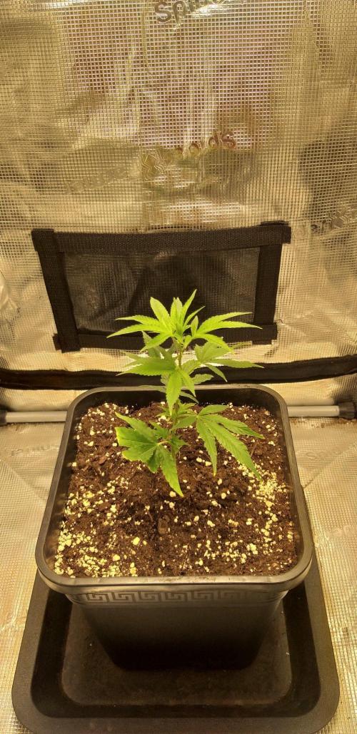 Mimosa x Orange Punch (Cutting). Week 1