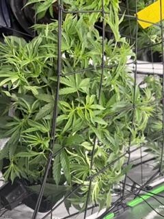 Brandee's Garden. Week 5