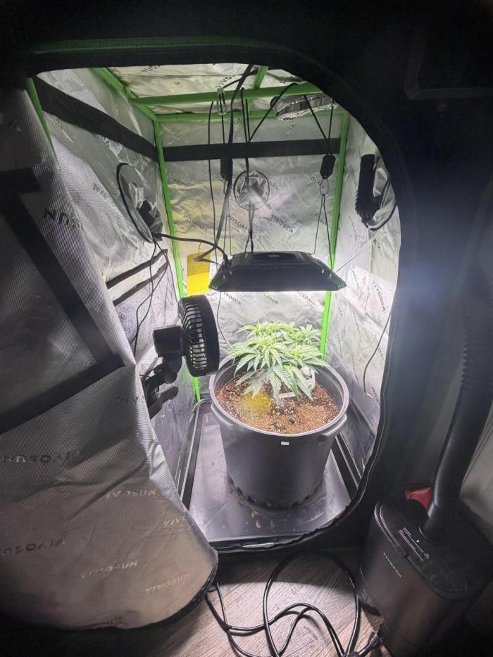 MAC1 Princess. Week 6 - The Queen