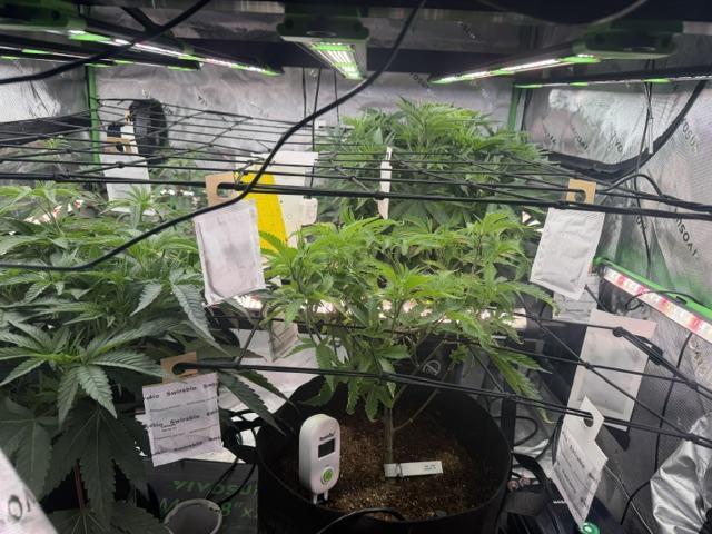 Brandee's Garden. Week 1 - The 4x4... Problem Child front and center