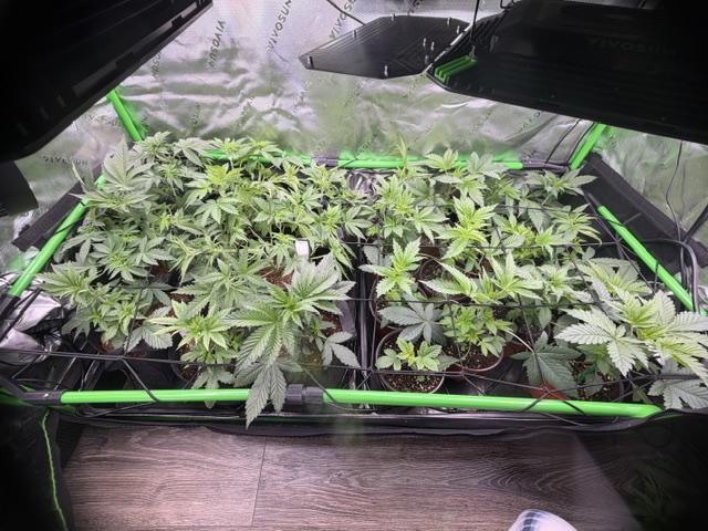 Brandee's Garden. Week 1 - The Sea of Green 2x4