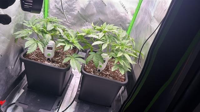 Brandee's Garden. Week 1 - The AutoPot 2x2