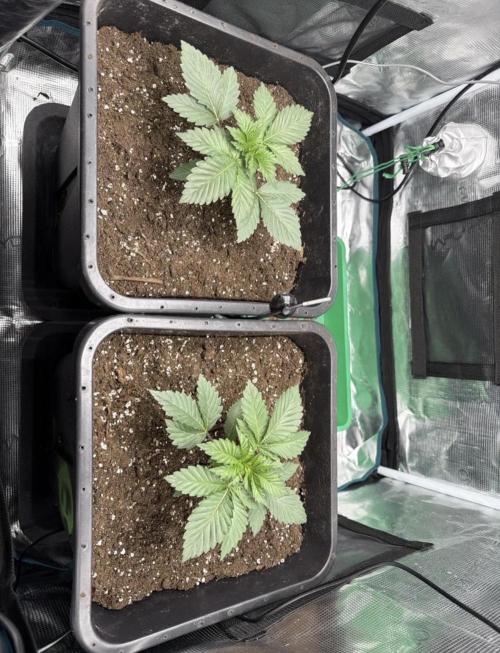 First Grow - Kosher Kush Fem/Photo. Week 3