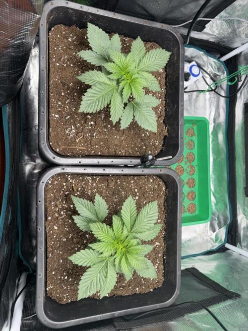 First Grow - Kosher Kush Fem/Photo. Week 3