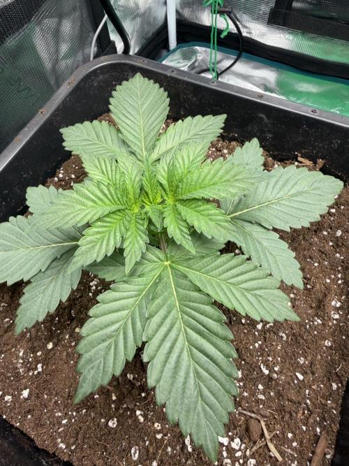 First Grow - Kosher Kush Fem/Photo. Week 3