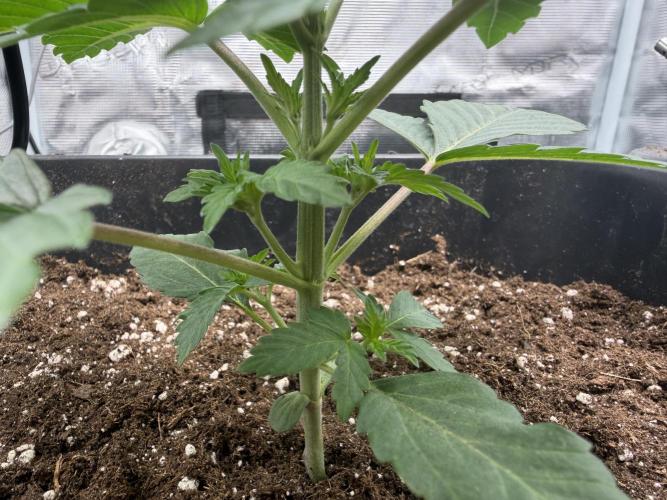 First Grow - Kosher Kush Fem/Photo. Week 3