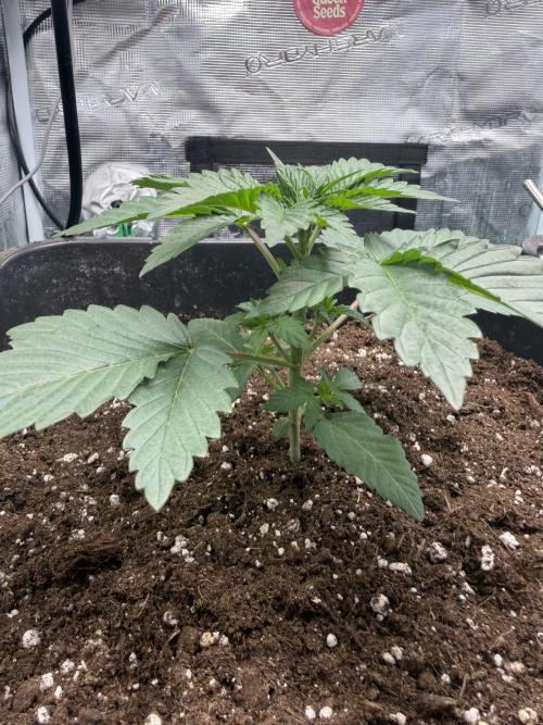 First Grow - Kosher Kush Fem/Photo. Week 3