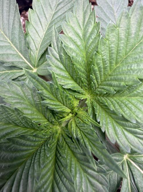 First Grow - Kosher Kush Fem/Photo. Week 3