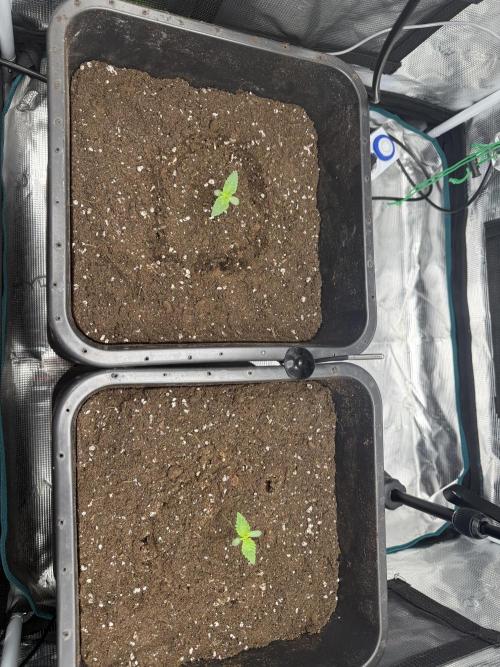 First Grow - Kosher Kush Fem/Photo. Week 2