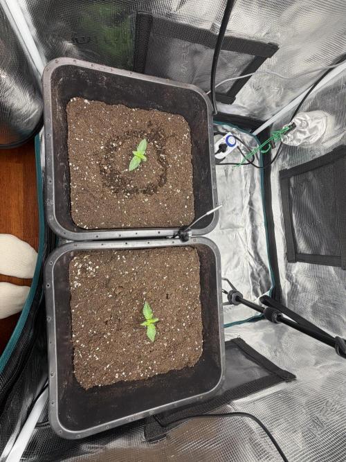 First Grow - Kosher Kush Fem/Photo. Week 2