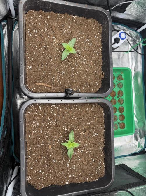 First Grow - Kosher Kush Fem/Photo. Week 2