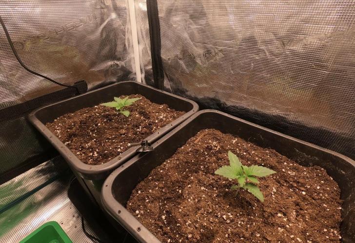 First Grow - Kosher Kush Fem/Photo. Week 2