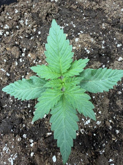 First Grow - Kosher Kush Fem/Photo. Week 2