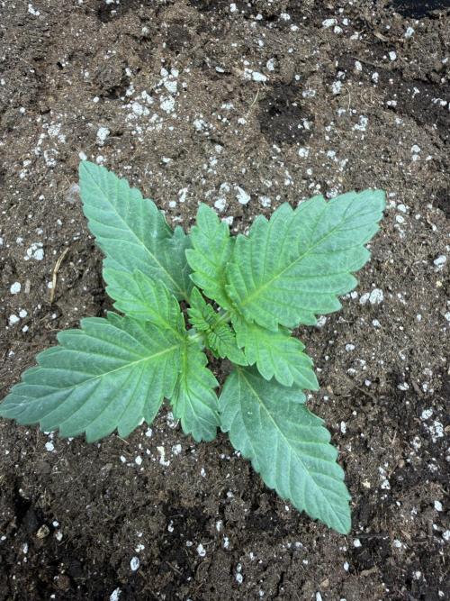 First Grow - Kosher Kush Fem/Photo. Week 2